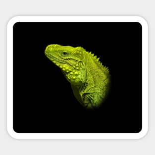 Iguana Sticker